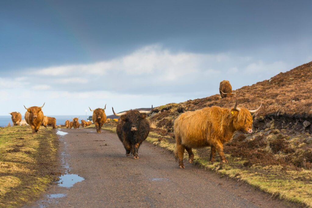 ハイランド牛の群れ
Copyright: VisitScotland / Kenny Lam