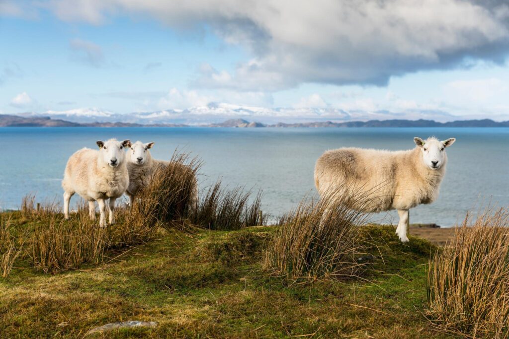 対岸のスカイ島の山々と羊の群れ
Copyright: VisitScotland / Kenny Lam
