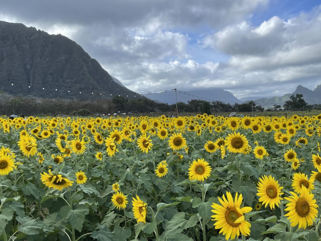 ワイマナロカントリーファームのひまわり畑